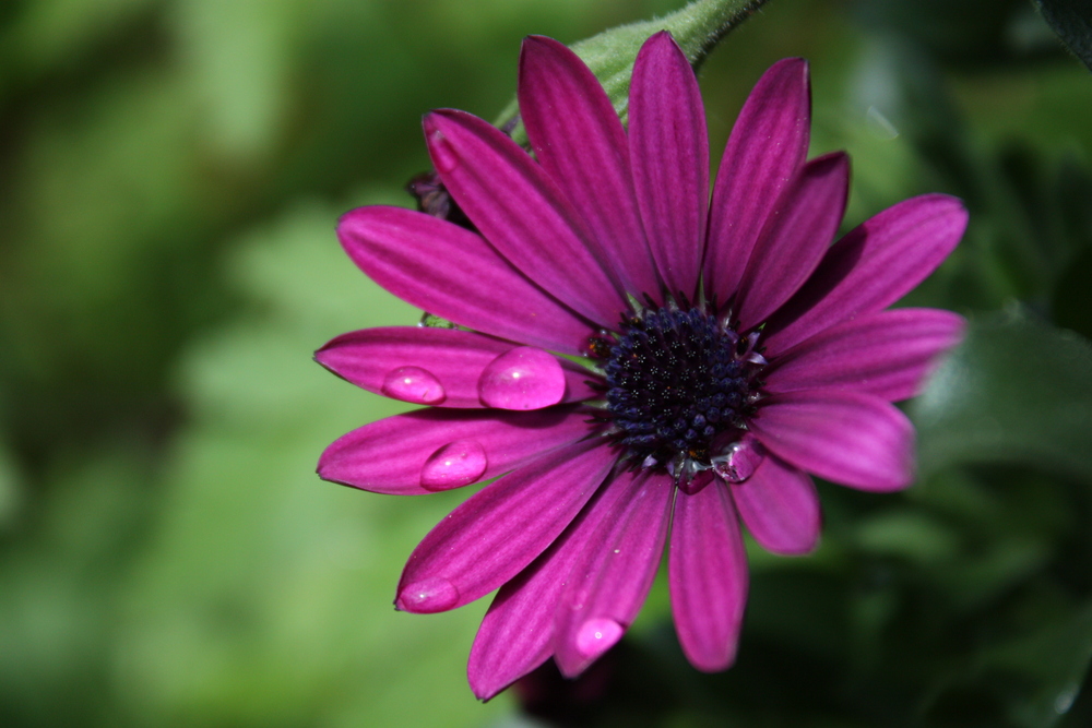 in Mamas Garten