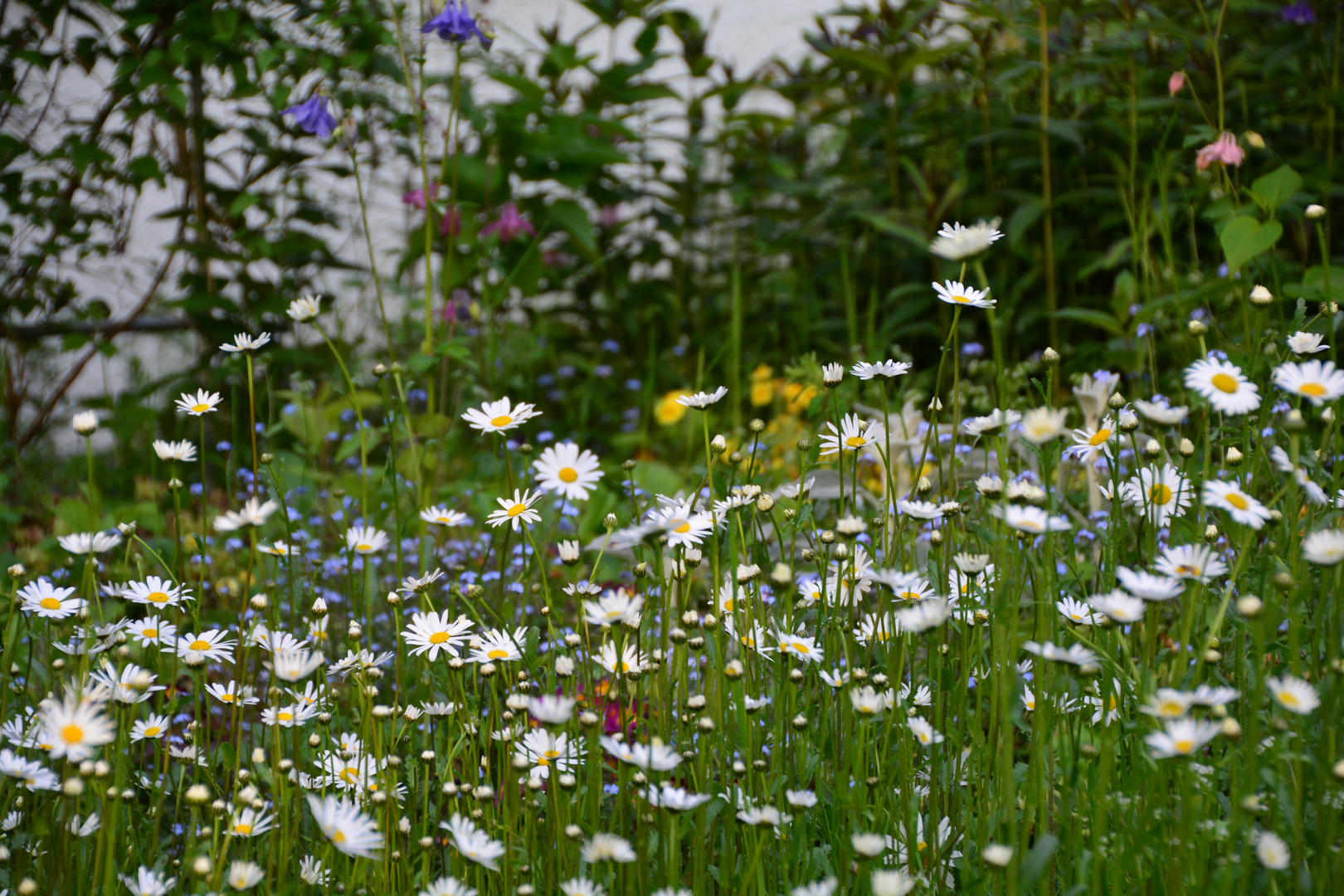 In Mama's Garten