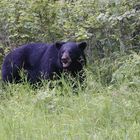 In Manitoba ist der Bär los