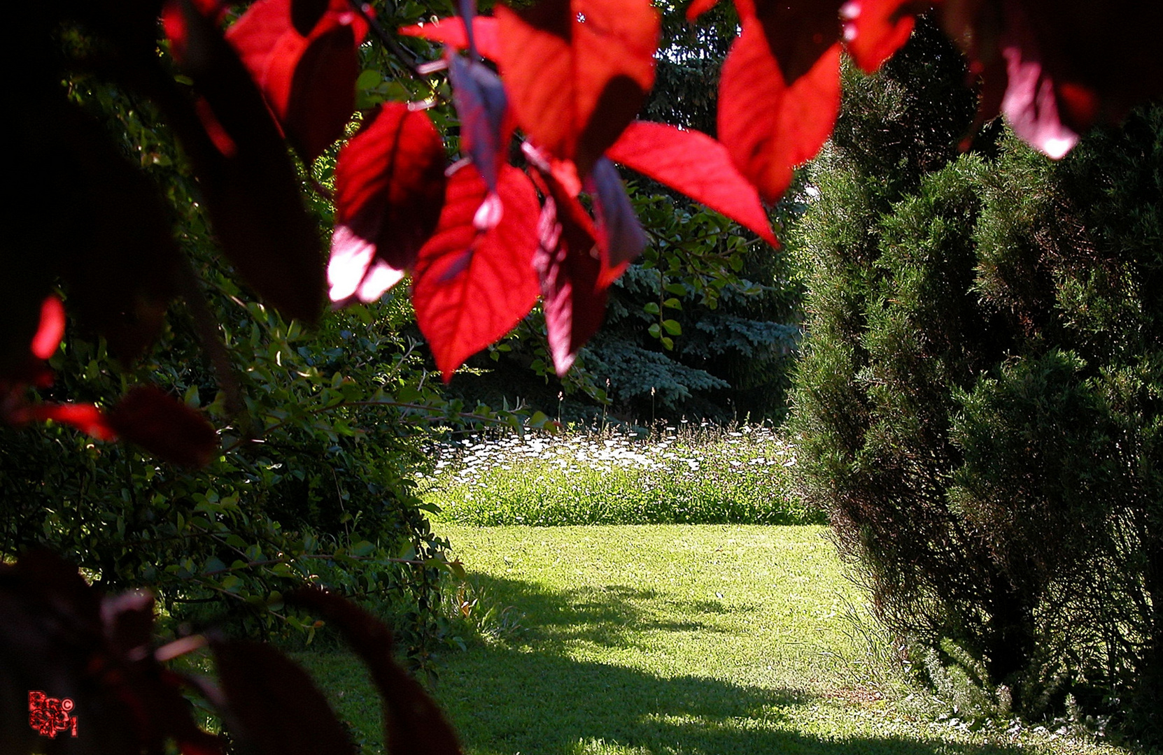 In meinem Garten...