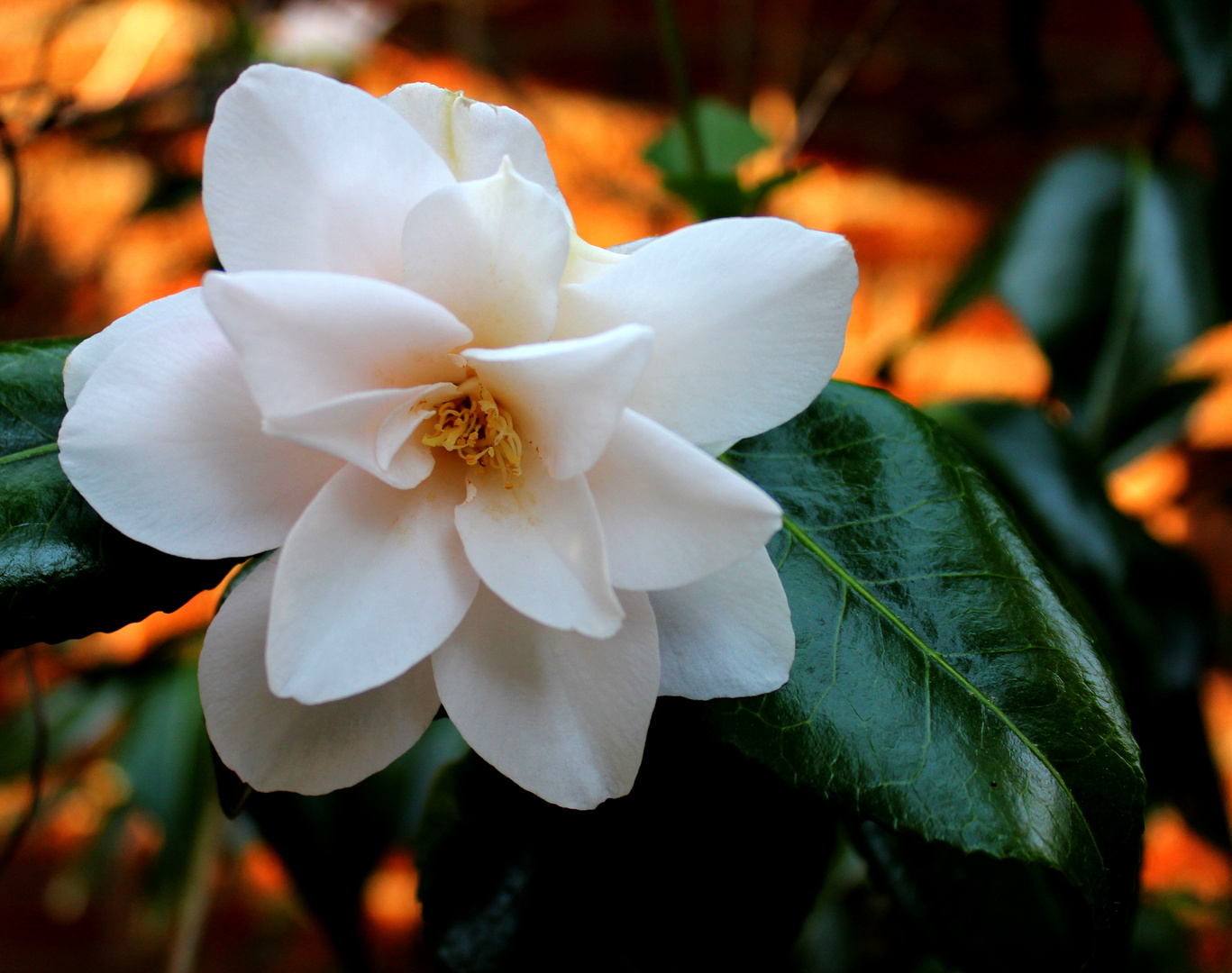 in meinem Garten ... 