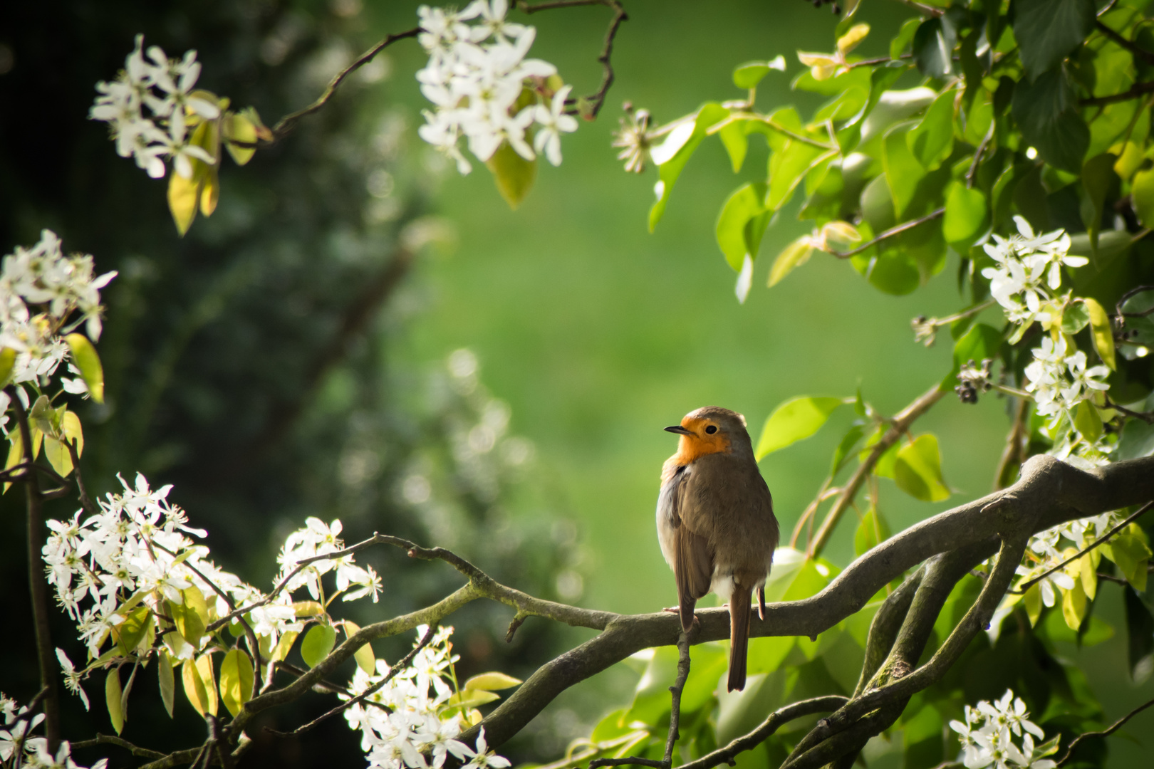 In meinem Garten