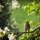 In meinem Garten