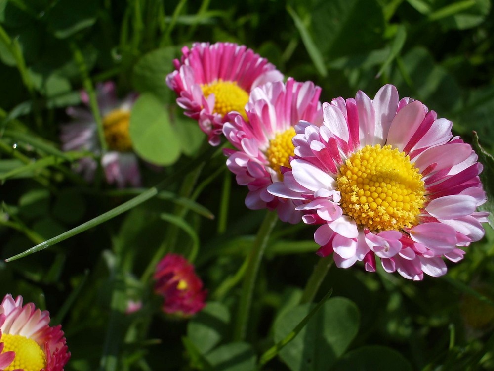 In meinem Garten 1