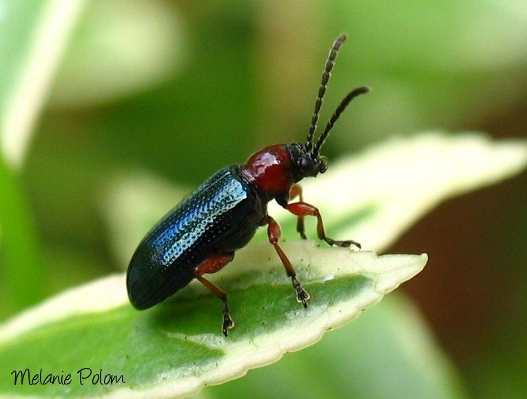 In meinem Garten