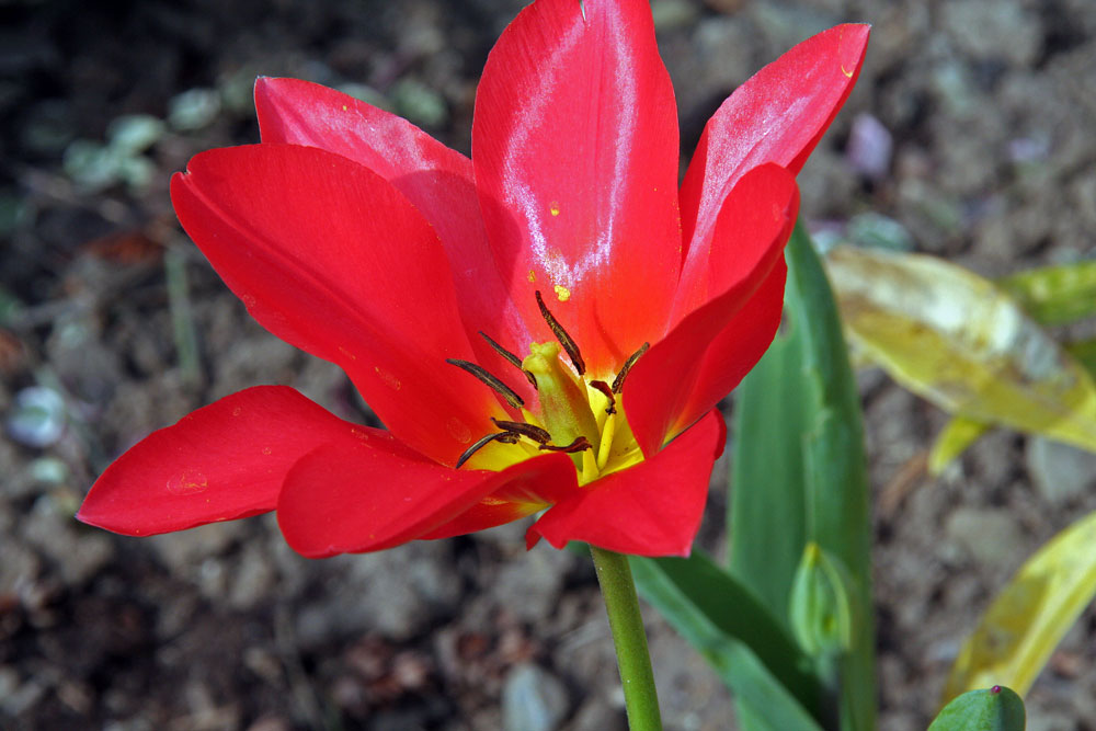 in meinem Garten