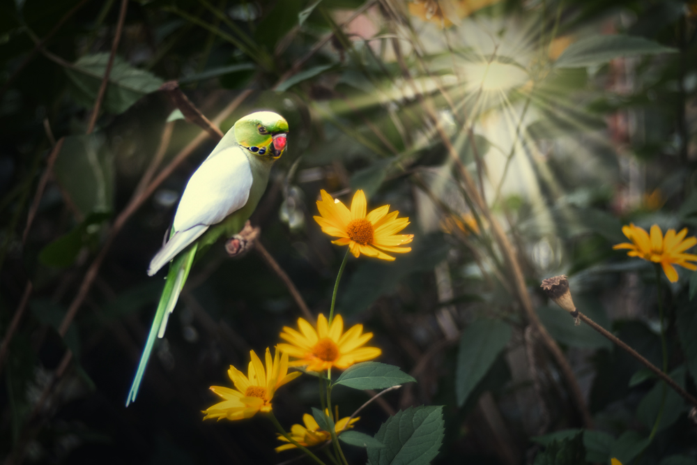 in meinem Garten