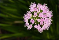 in meinem Garten