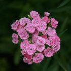 In meinem Garten