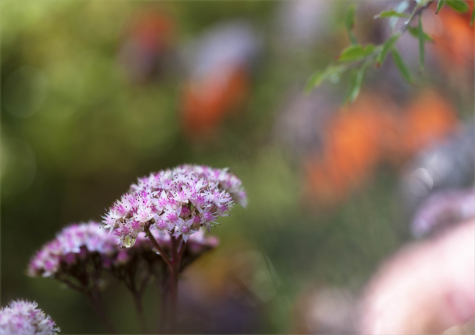 In meinem Garten...