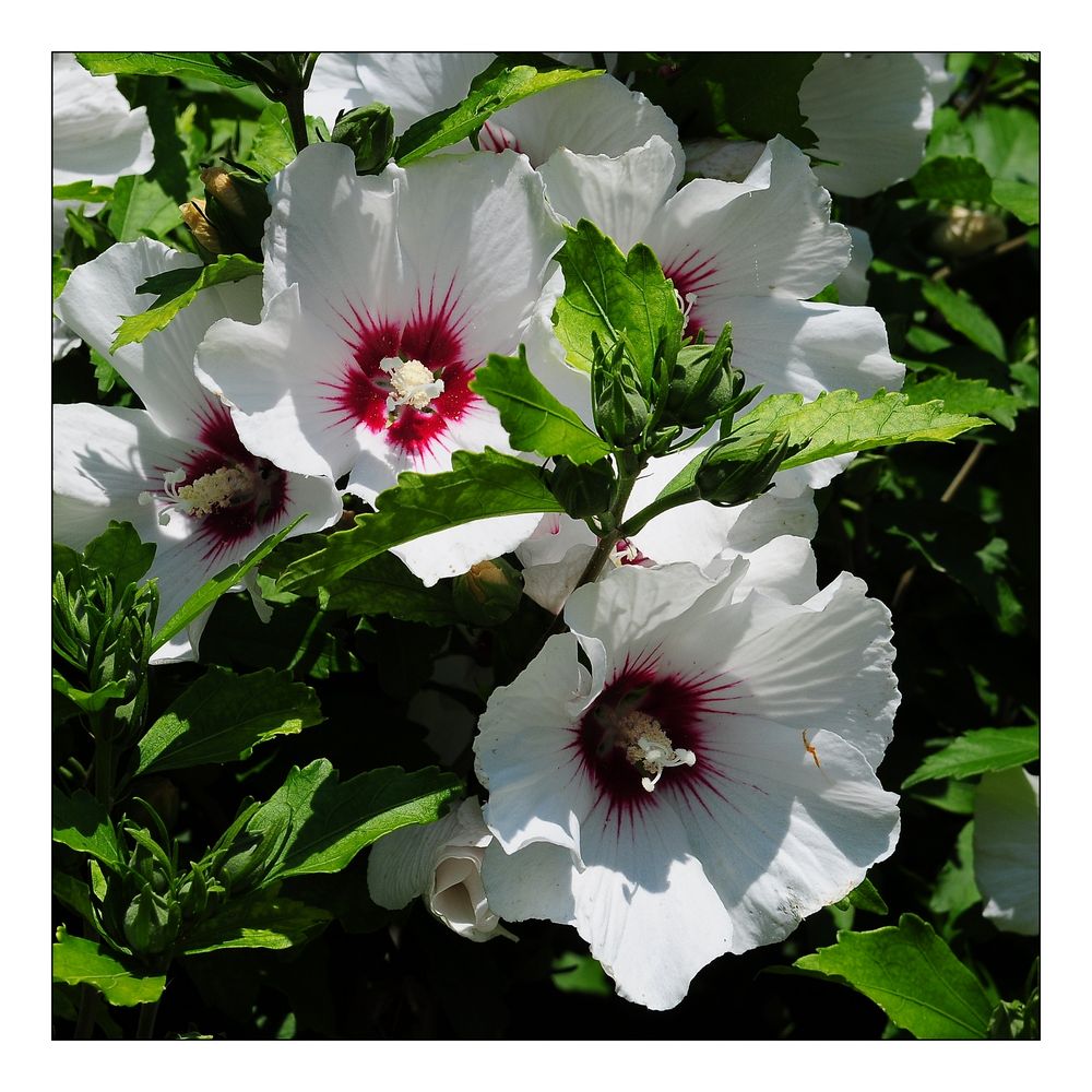 in meinem Garten (2) - Hibiscus, weiß