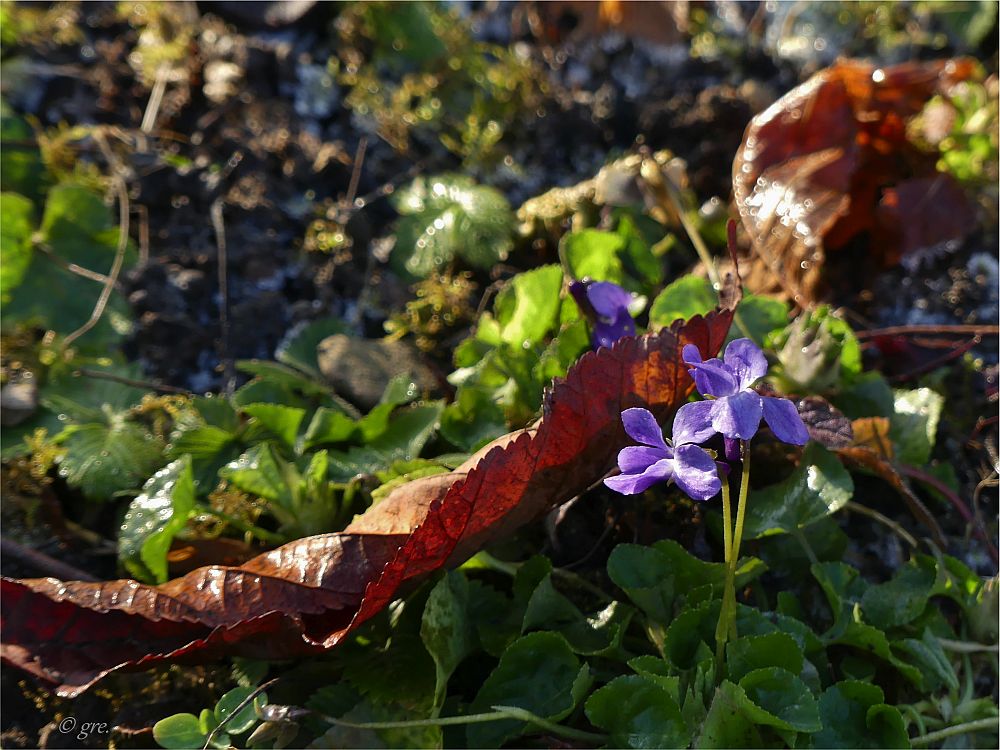 In meinem Garten