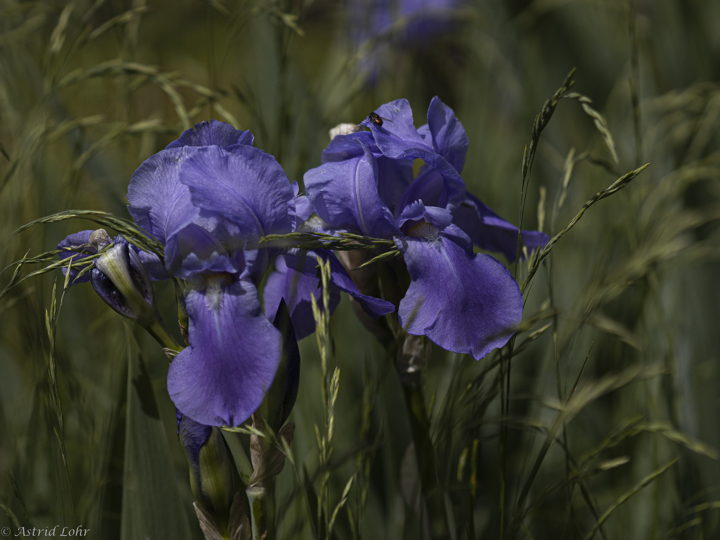 In meinem Garten