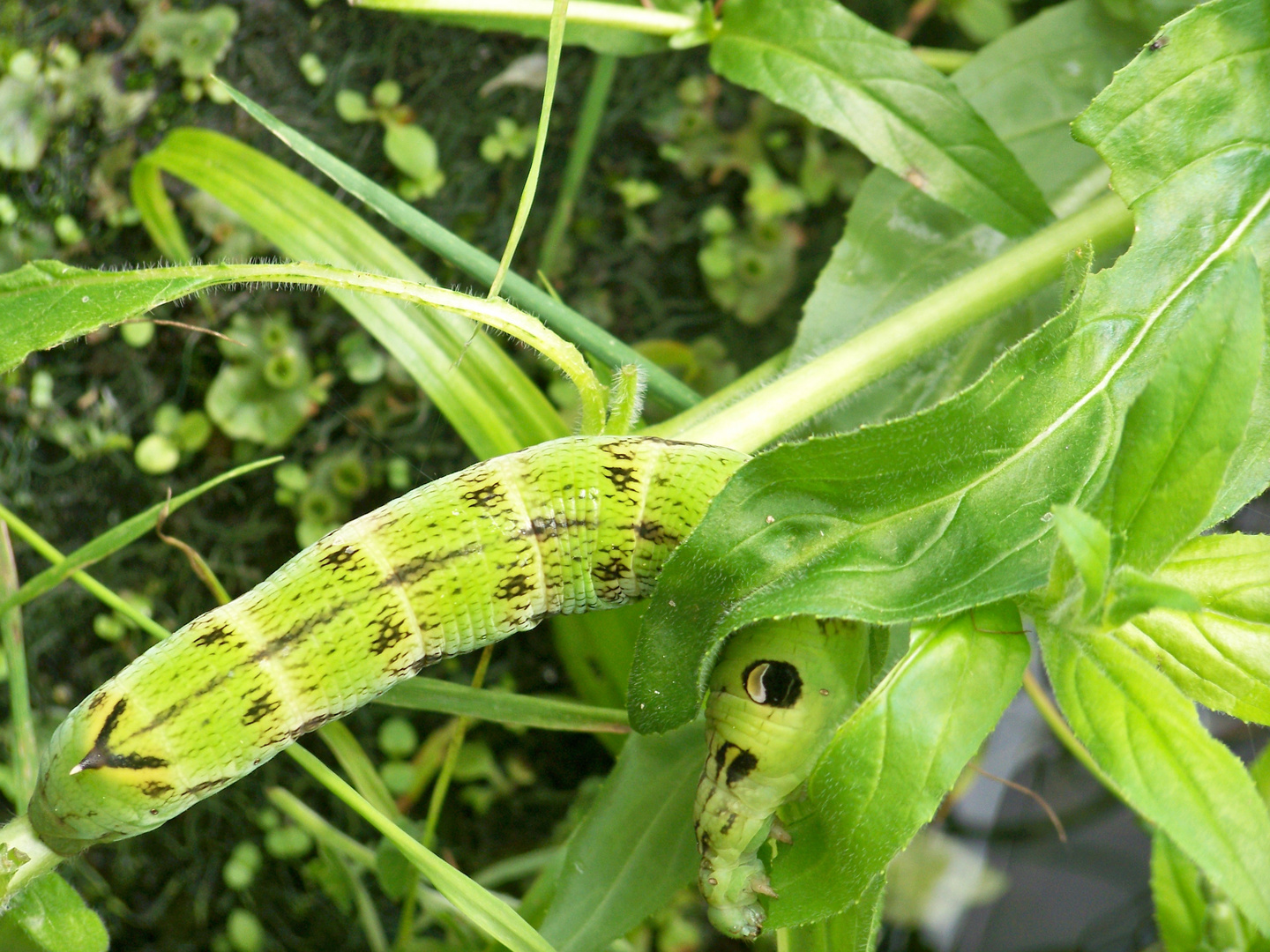 In meinem Garten.