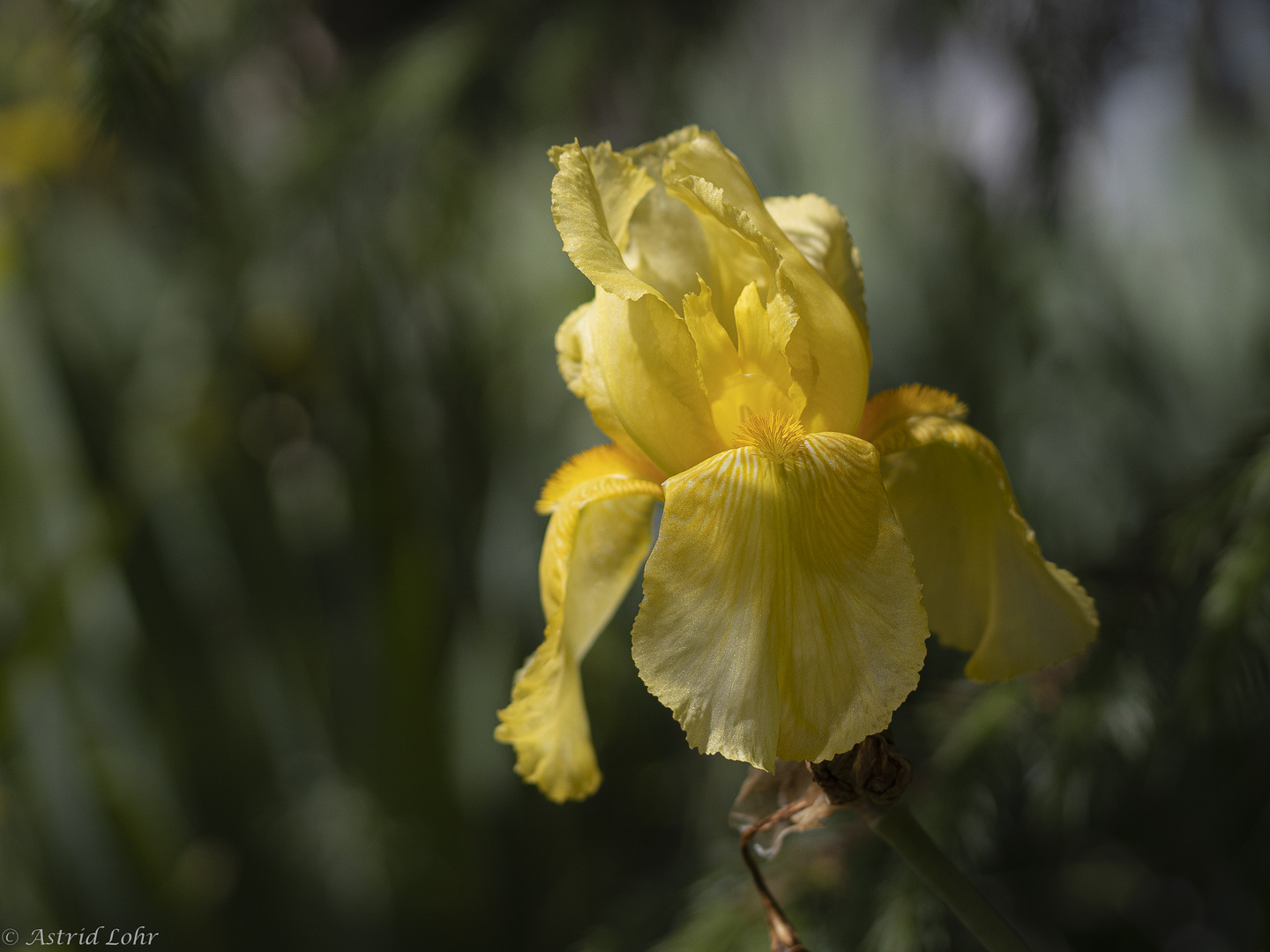 In meinem Garten