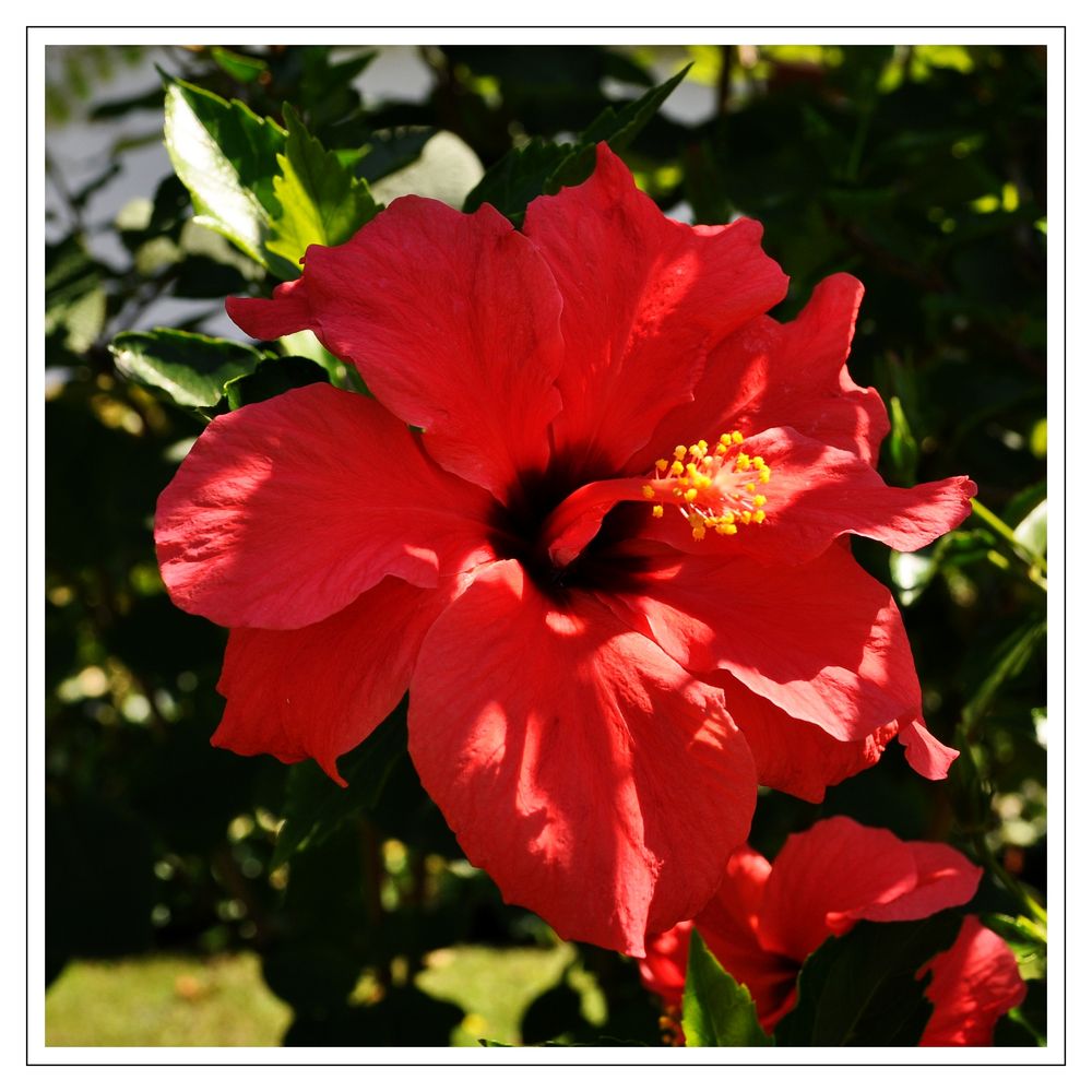 in meinem Garten (3) - Hibiscus, rot