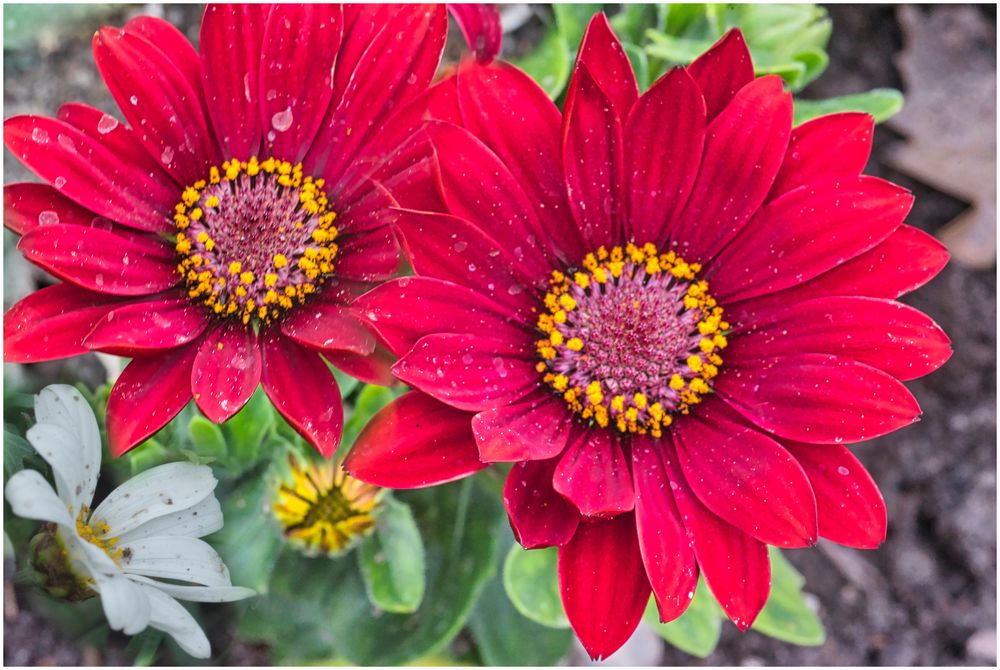 in meinem Garten