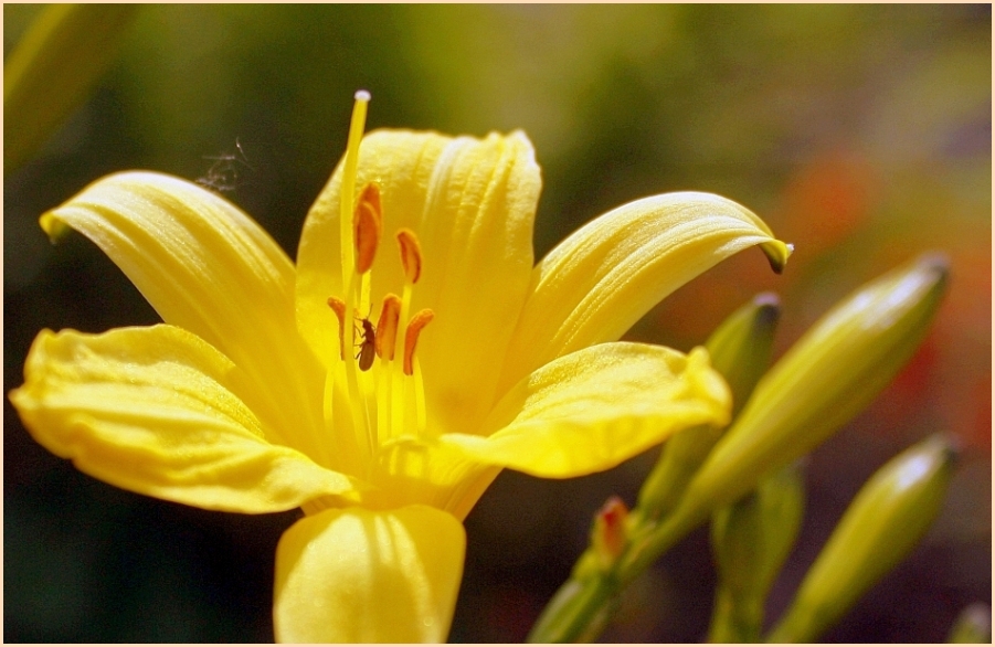 In meinem Garten