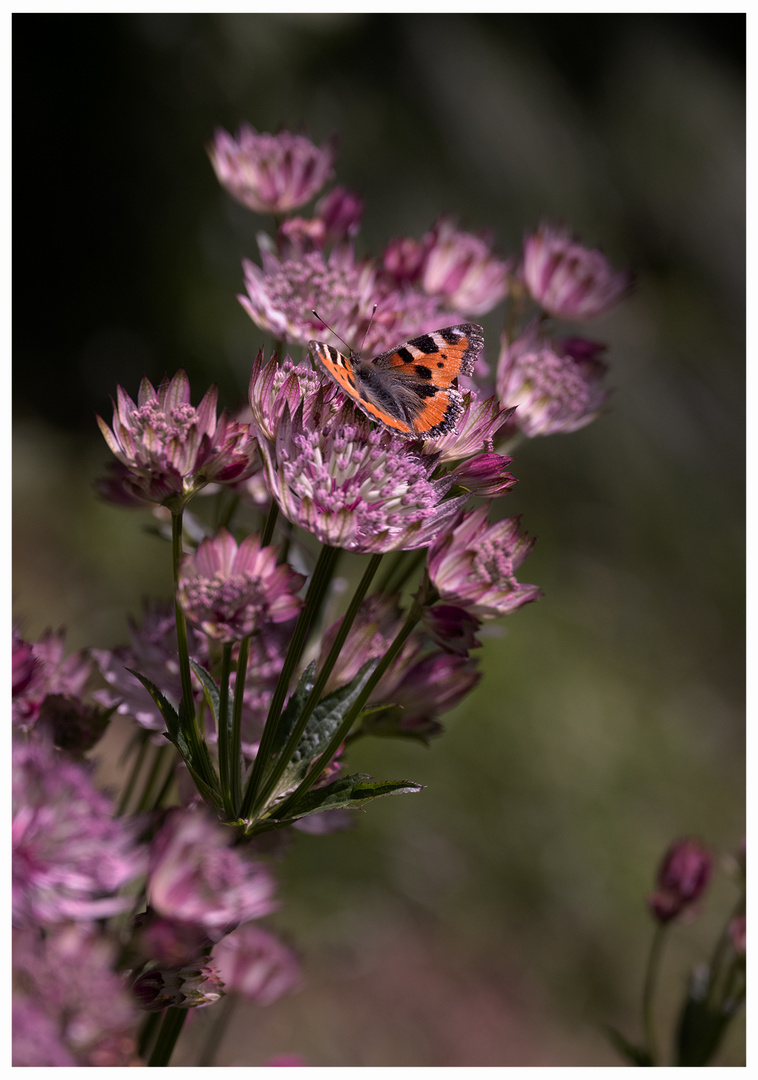 in meinem Garten... 5