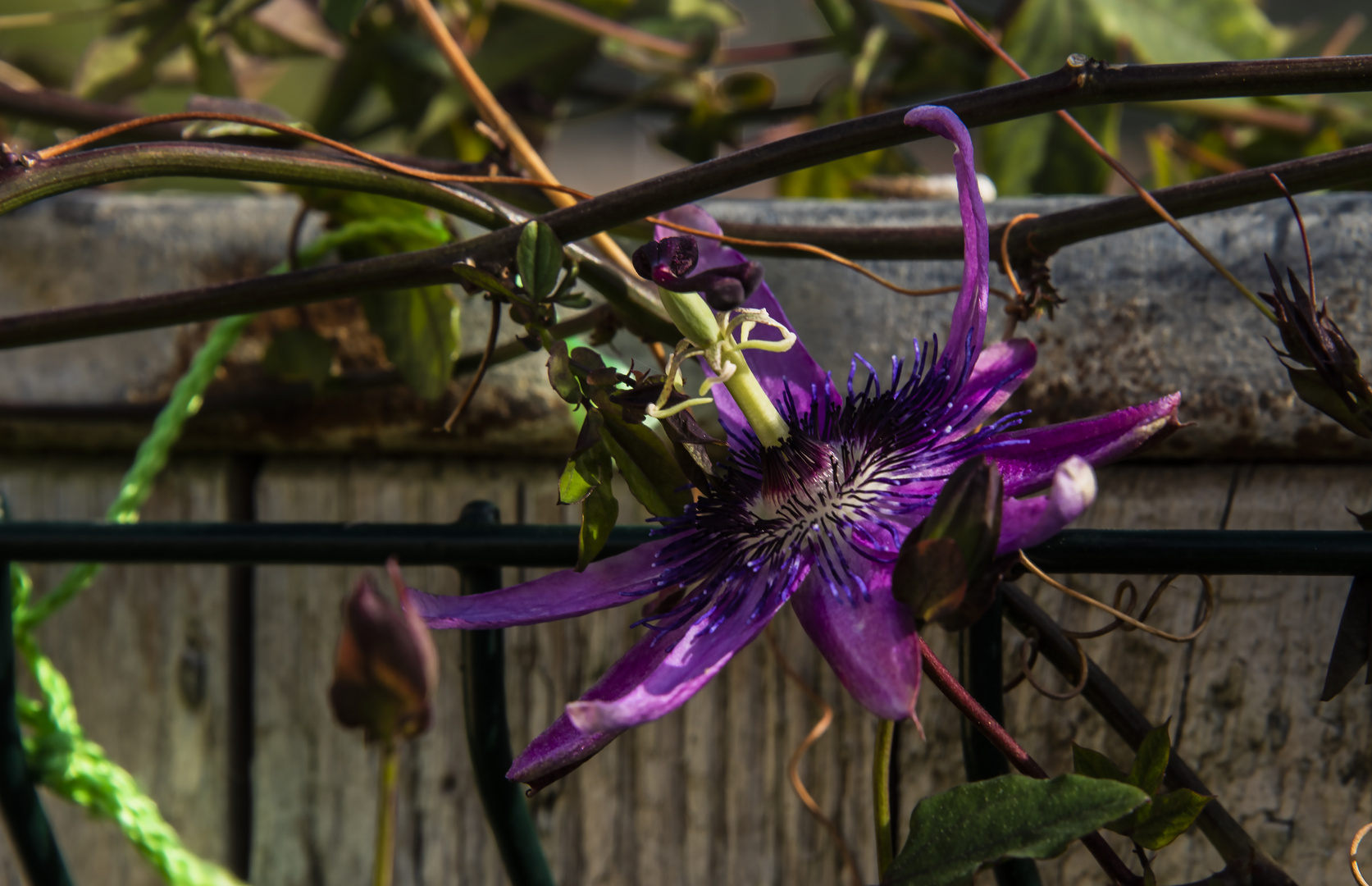 in meinem Garten