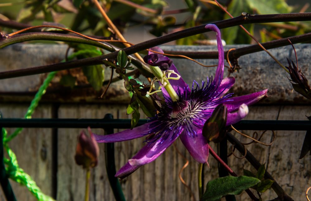 in meinem Garten