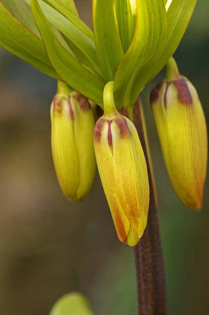 In meinem Garten