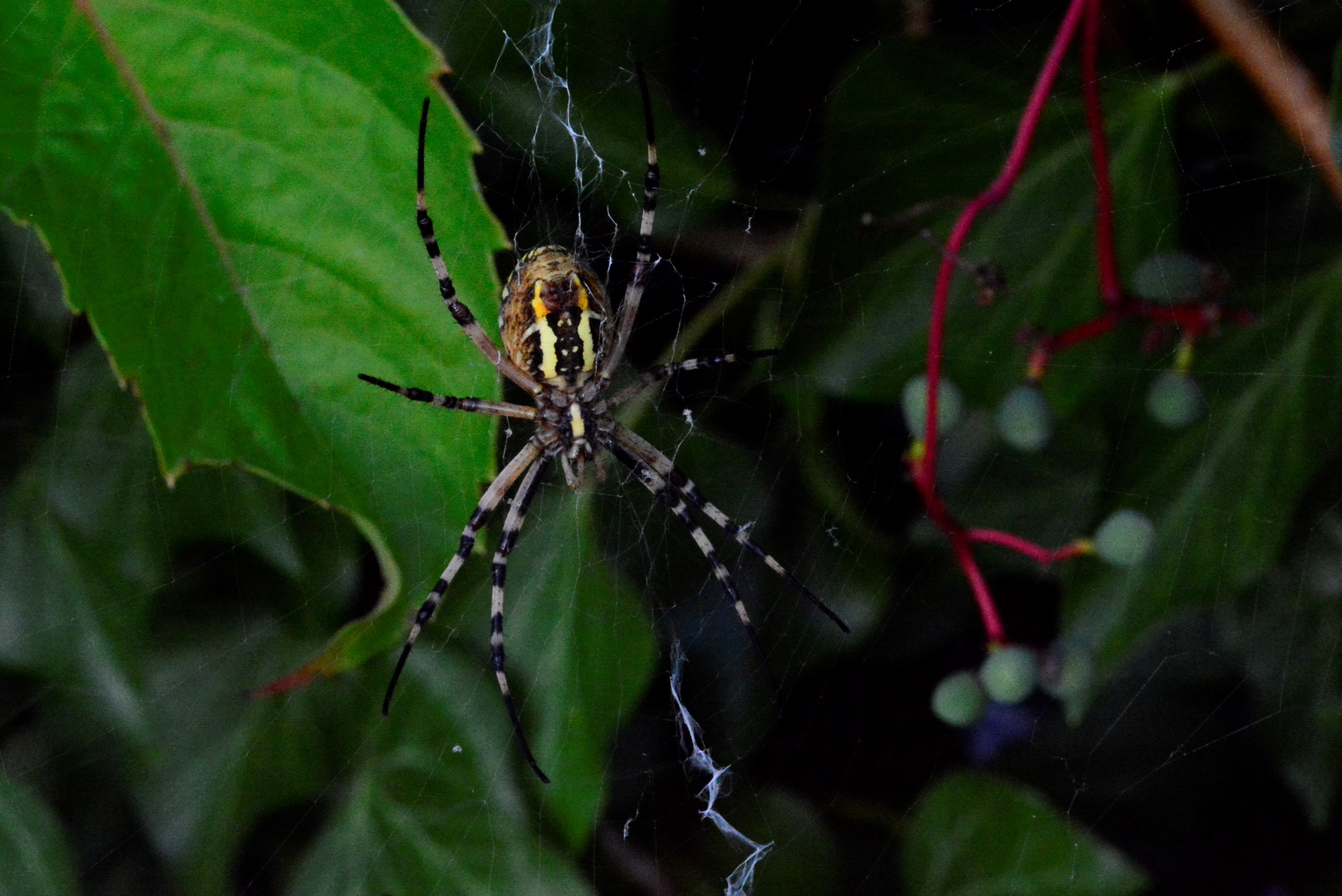 In meinem Garten