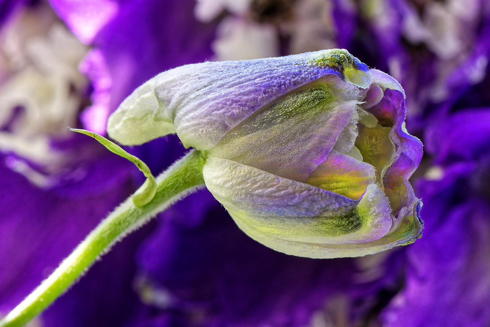 In meinem Garten