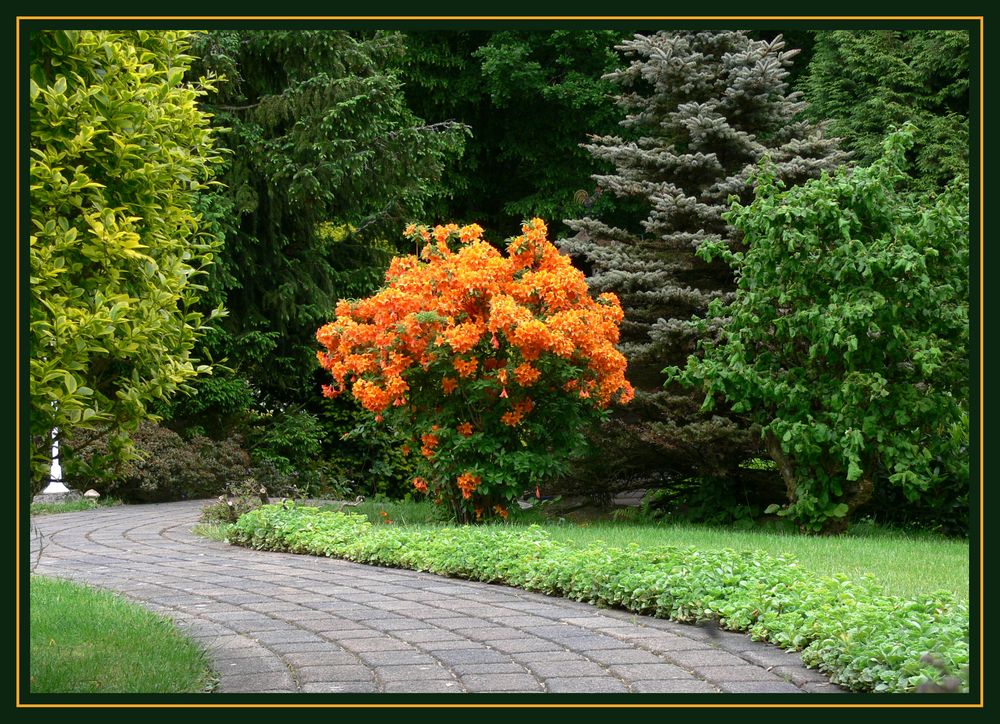 In meinem Garten