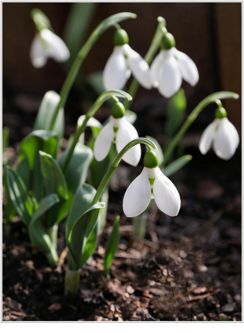 in meinem Garten....