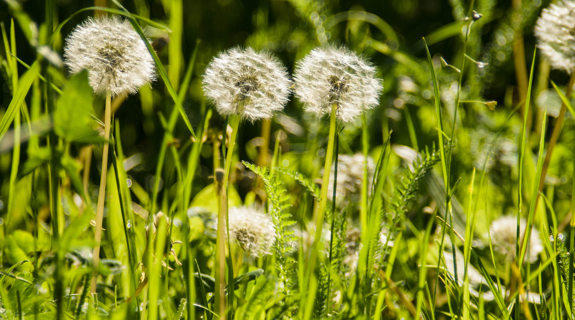 in meinem Garten