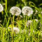 in meinem Garten