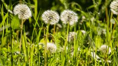 in meinem Garten