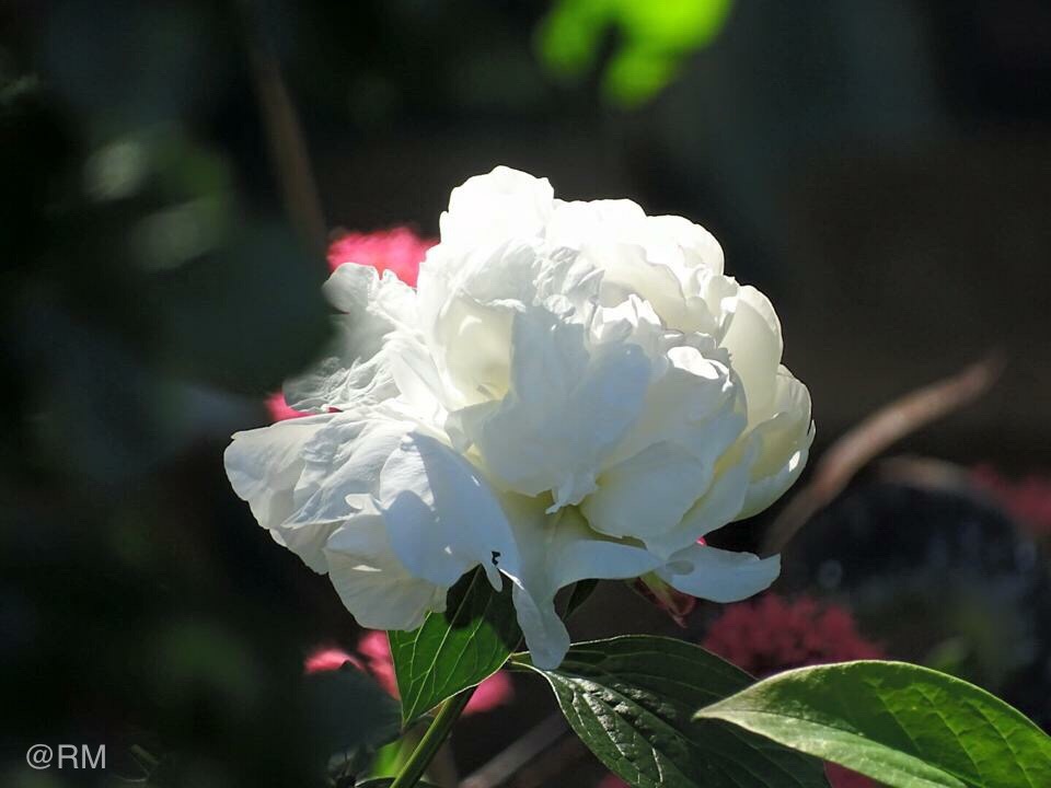 In meinem Garten