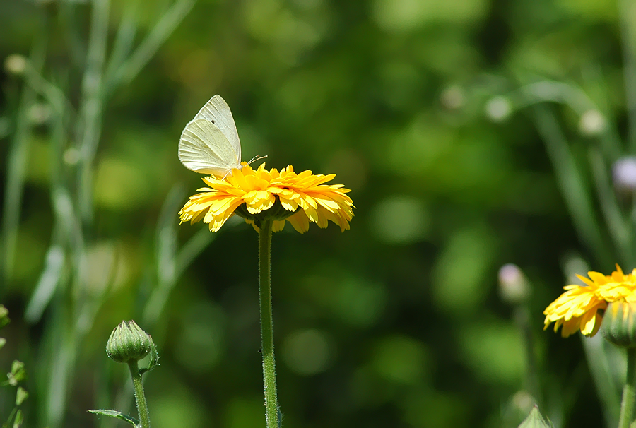 In meinem Garten