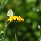 In meinem Garten