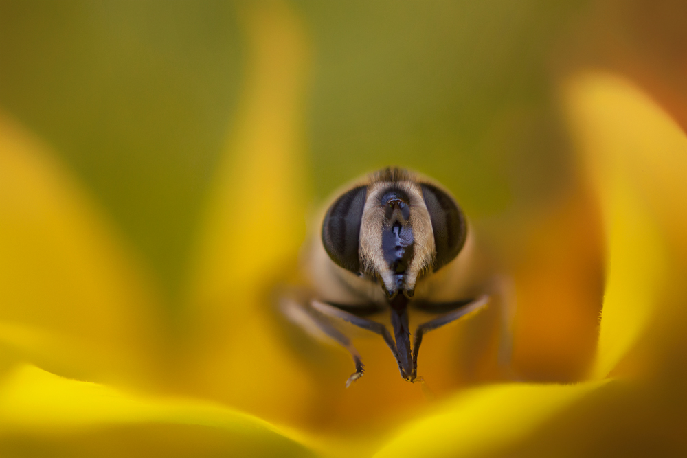 In meinem Garten