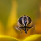 In meinem Garten