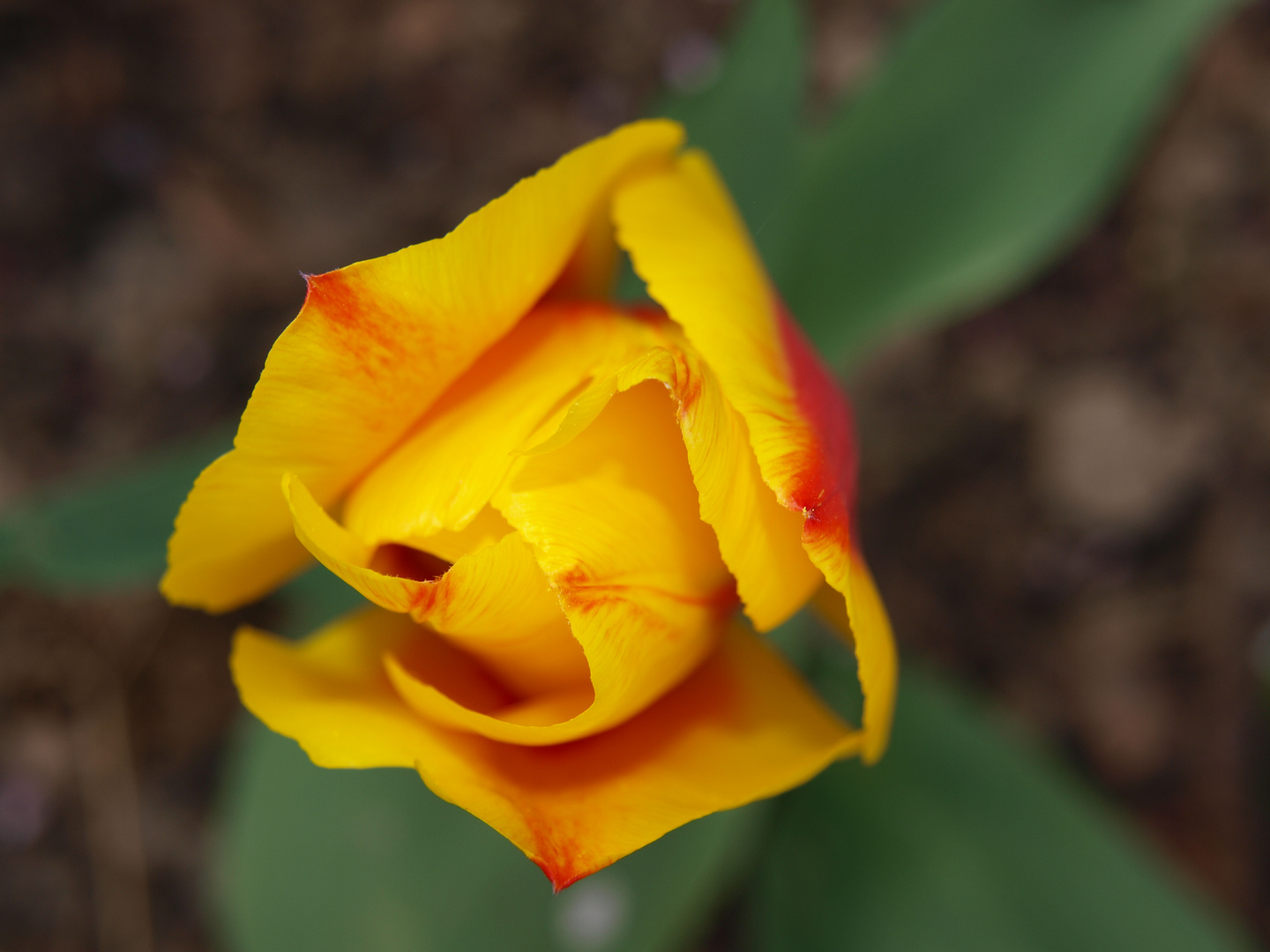 in meinem Garten