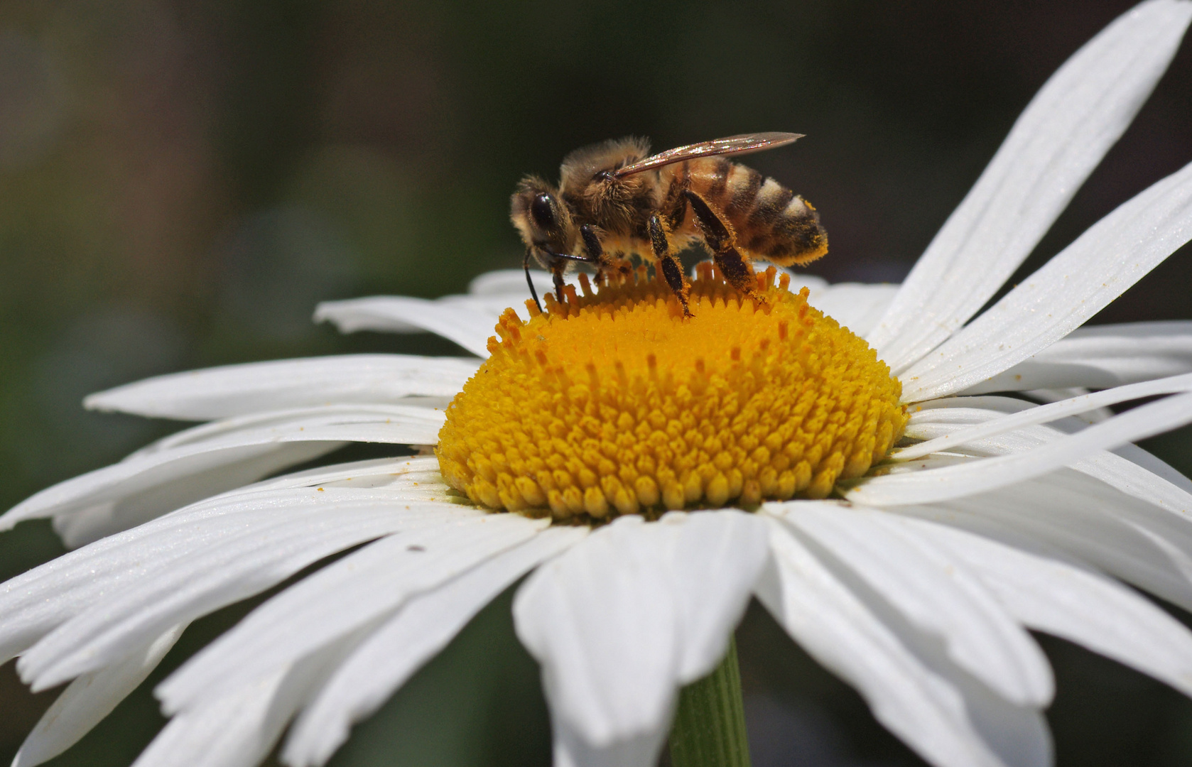 In meinem Garten