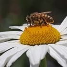 In meinem Garten