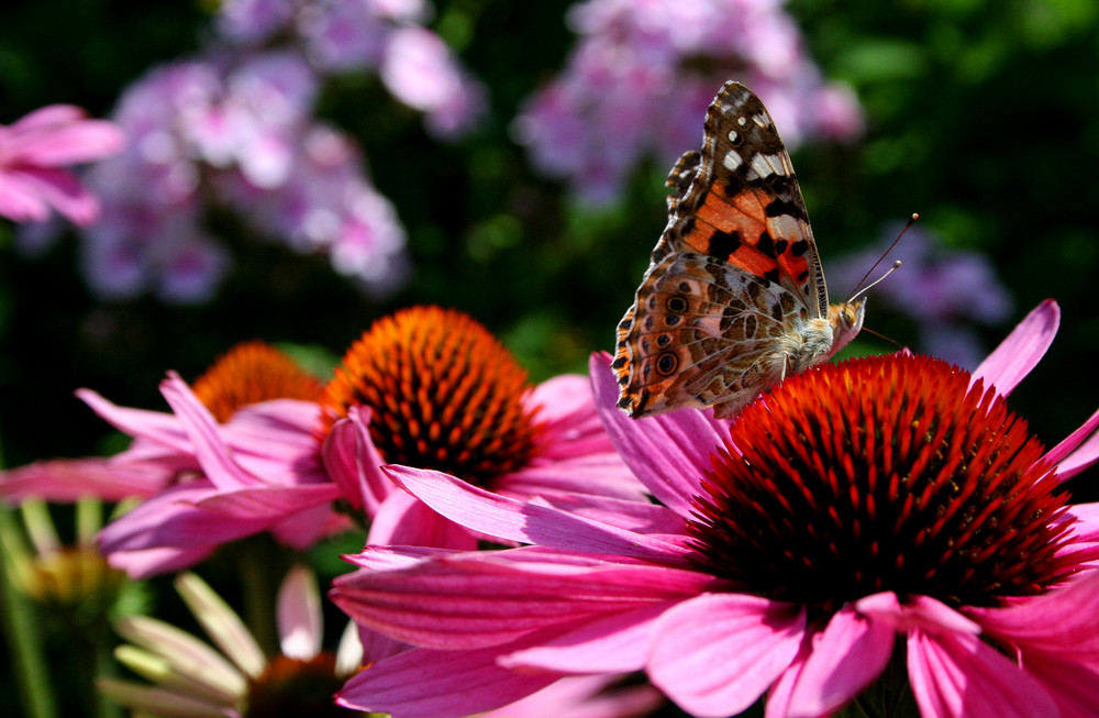 in meinem Garten