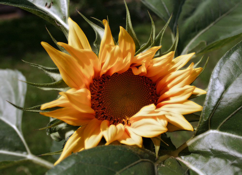 In meinem Garten