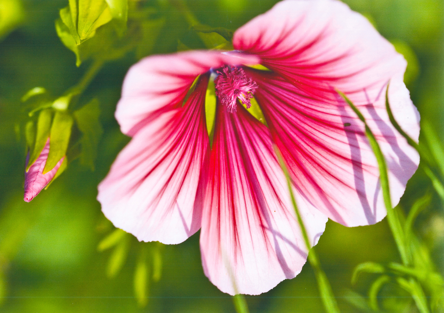 In meinem Garten