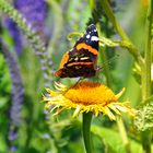 In meinem Garten