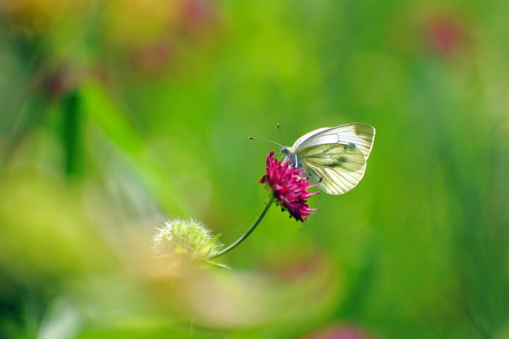 In meinem Garten