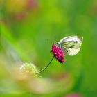 In meinem Garten