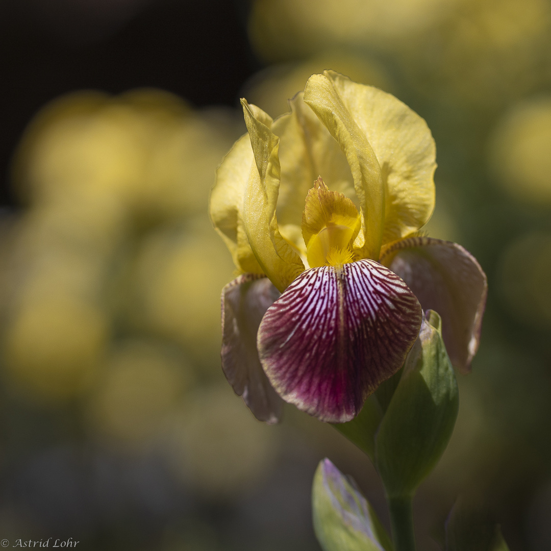 In meinem Garten