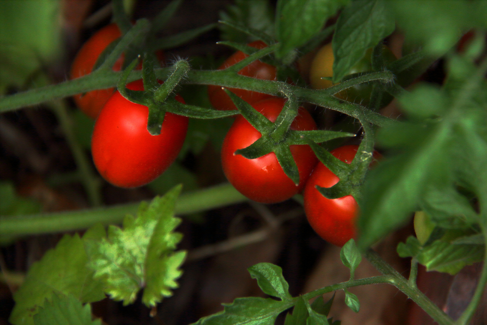 In meinem Garten