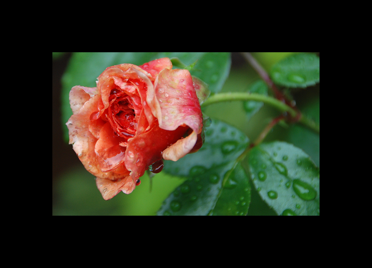 ...in meinem Garten